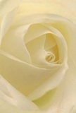 Step into the serene centre of a cream-white rose, and you're enveloped by petals arranged with a quiet artistry reminiscent of Winchmore Hill's peaceful avenues. The spiraled formation draws the eye, each petal paper-thin and impossibly soft, hinting at morning dew with their gentle sheen. A subtle play of ivory and pale cream tones, illuminated by natural light, forms delicate shadows that lend the composition a sense of calm dimension. The atmosphere conjures memories of early strolls along Winchmore Hill's The Green-tranquil, uplifting, and reflective. As a dedicated local florist, I see in this bloom the purest form of empathy and celebration, making it the ideal choice for marking new beginnings or offering comfort in times of need. Imagine the faint, clean scent drifting through a family kitchen, or the tactile whisper of silk as your hand brushes the petals. This close perspective captures more than just a flower; it tells a story of care, craftsmanship, and the meaningful connections fostered through every bouquet delivered across Winchmore Hill.